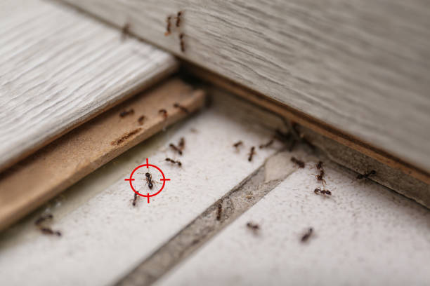 Pest Prevention Services in Saybrook On The Lake, OH